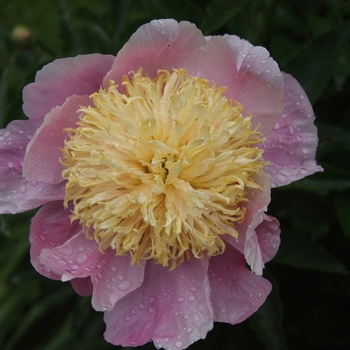 Paeonia 'Bob Kreckler' (034457)