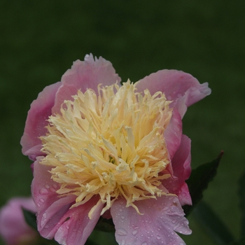 Paeonia 'Bob Kreckler' (034458)