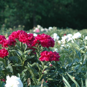 Paeonia lactiflora 'Bonanza' (034460)