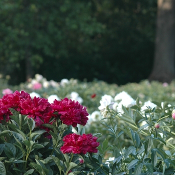 Paeonia lactiflora 'Bonanza' (034461)