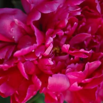 Paeonia lactiflora 'Bonanza' (034462)