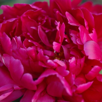 Paeonia lactiflora 'Bonanza' (034463)