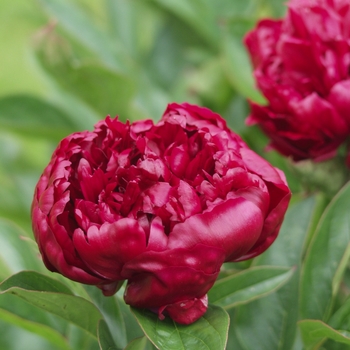 Paeonia lactiflora 'Bonanza' (034464)