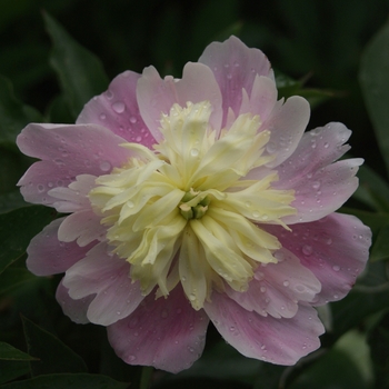 Paeonia lactiflora 'Butter Bowl' (034468)