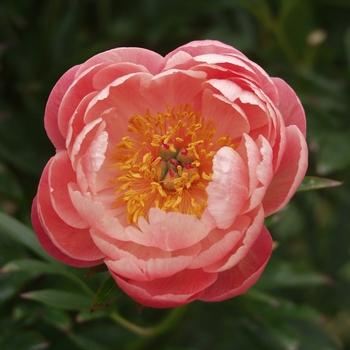 Paeonia lactiflora 'Coral Charm' (034477)