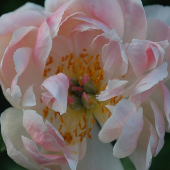 Paeonia 'Coral Supreme' (034479)