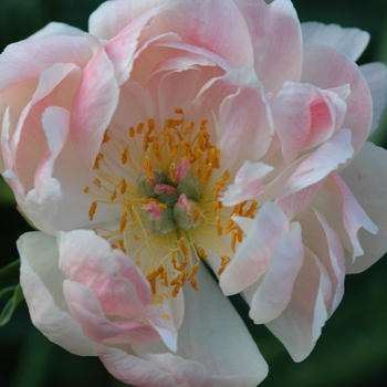 Paeonia 'Coral Supreme' (034480)