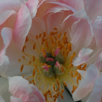 Paeonia 'Coral Supreme' (034481)