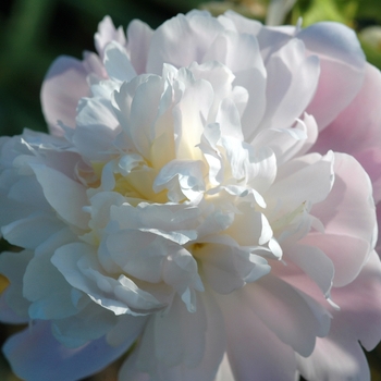 Paeonia 'Dixie' (034484)