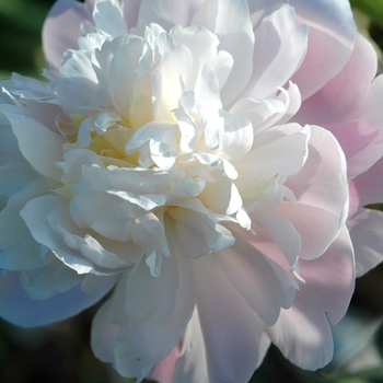 Paeonia 'Dixie' (034485)