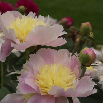 Paeonia 'Dixie' (034486)