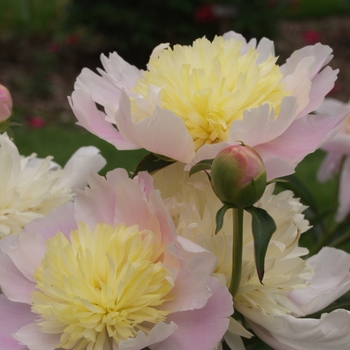 Paeonia 'Dixie' (034487)