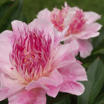 Paeonia lactiflora 'Do Tell' (034489)