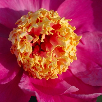 Paeonia lactiflora 'Doreen' (034490)