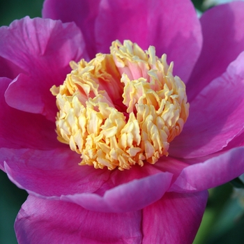 Paeonia lactiflora 'Doreen' (034491)