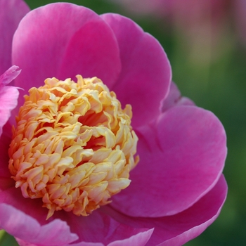 Paeonia lactiflora 'Doreen' (034492)