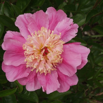 Paeonia lactiflora 'Doreen' (034493)