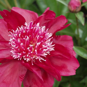 Paeonia lactiflora 'Dr. Jekyll' (034495)