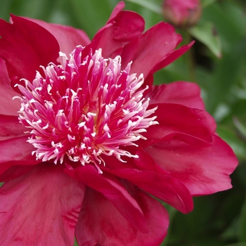 Paeonia lactiflora 'Dr. Jekyll' (034496)