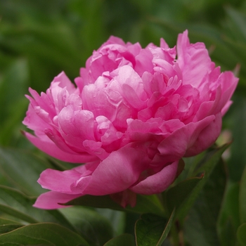 Paeonia lactiflora 'Edulis Superba' (034500)