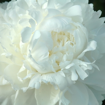 Paeonia lactiflora 'Florence Bond' (034503)