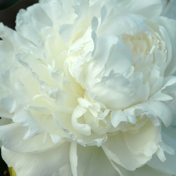 Paeonia lactiflora 'Florence Bond' (034504)