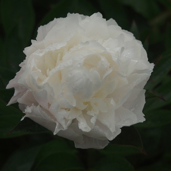 Paeonia lactiflora 'Florence Bond' (034505)