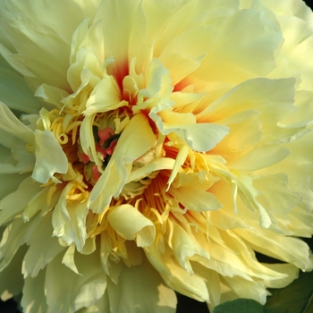 Paeonia 'Golden Treasure' (034506)