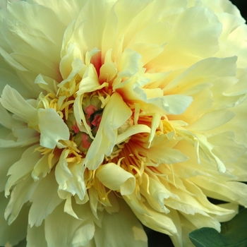 Paeonia 'Golden Treasure' (034507)