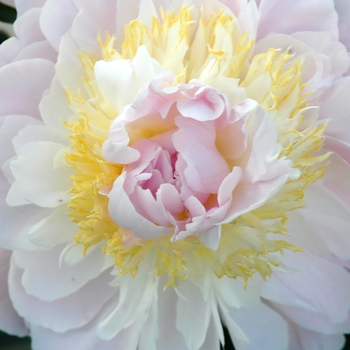 Paeonia lactiflora 'Golly' (034509)