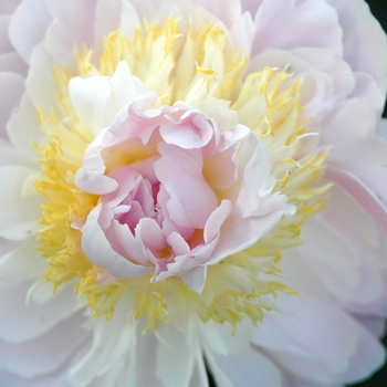 Paeonia lactiflora 'Golly' (034510)