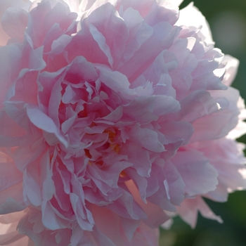 Paeonia lactiflora 'Hermione' (034514)