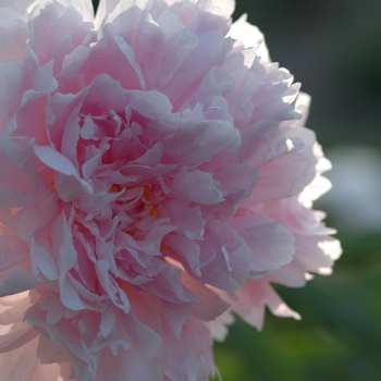 Paeonia lactiflora 'Hermione' (034515)