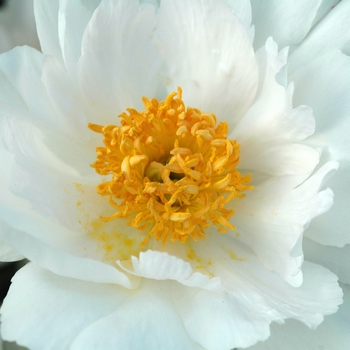 Paeonia lactiflora 'Krinkled White' (034519)