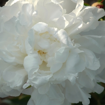 Paeonia lactiflora 'Mary E Nicholis' (034524)