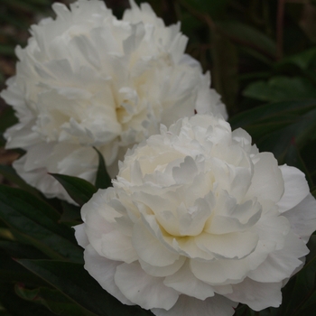 Paeonia lactiflora 'Mary E Nicholis' (034525)