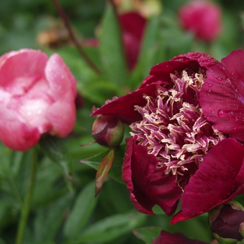 Paeonia lactiflora 'Midnight Sun' (034526)