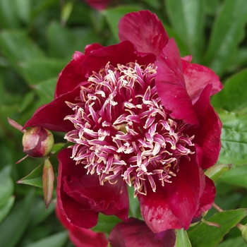 Paeonia lactiflora 'Midnight Sun' (034527)