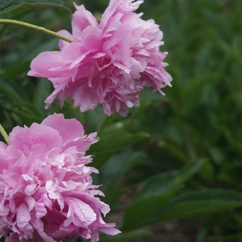 Paeonia lactiflora 'Mons. Jules Elie' (034529)