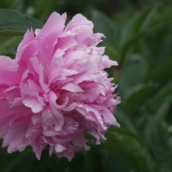 Paeonia lactiflora 'Mons. Jules Elie' (034530)