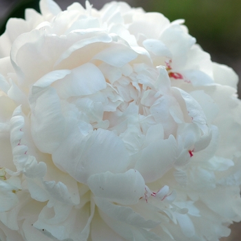 Paeonia lactiflora 'Moon River' (034533)