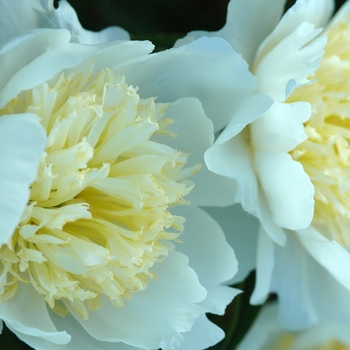 Paeonia lactiflora 'Myrtle Gentry' (034536)