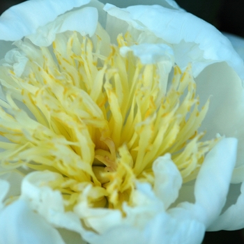 Paeonia 'Oykel' (034540)