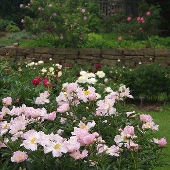 Paeonia lactiflora 'Pink Dawn' (034543)