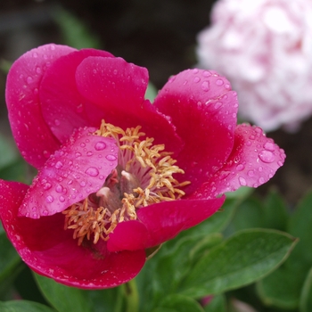 Paeonia 'Prairie Prince' (034545)