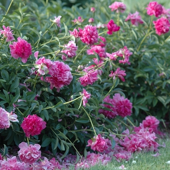 Paeonia 'Renato' (034549)