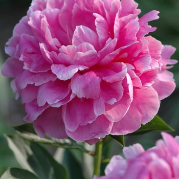 Paeonia 'Rozella' (034551)