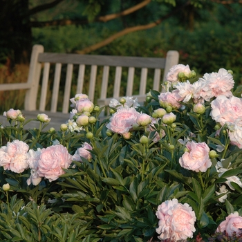 Paeonia lactiflora 'Susie Q' Susie Q Peony | Garden Center Marketing