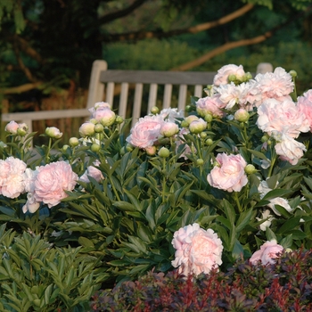 Paeonia lactiflora 'Susie Q' (034556)