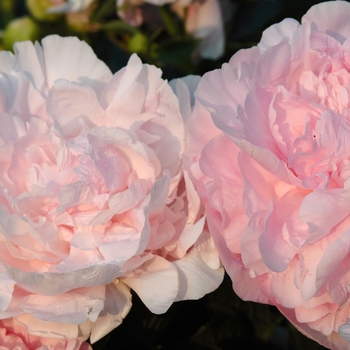 Paeonia lactiflora 'Susie Q' (034557)